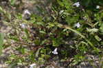 yellowseed false pimpernel